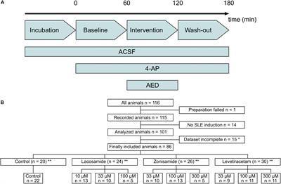 The 4-Aminopyridine Model of Acute Seizures in vitro Elucidates Efficacy of New Antiepileptic Drugs